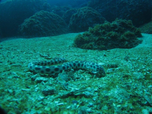 Conoce la fauna marina